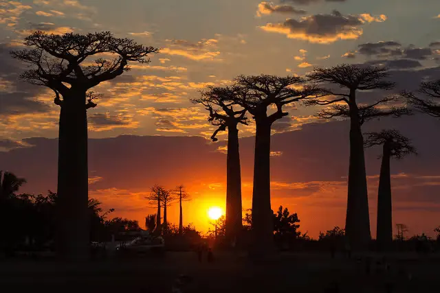 Baobab Tour