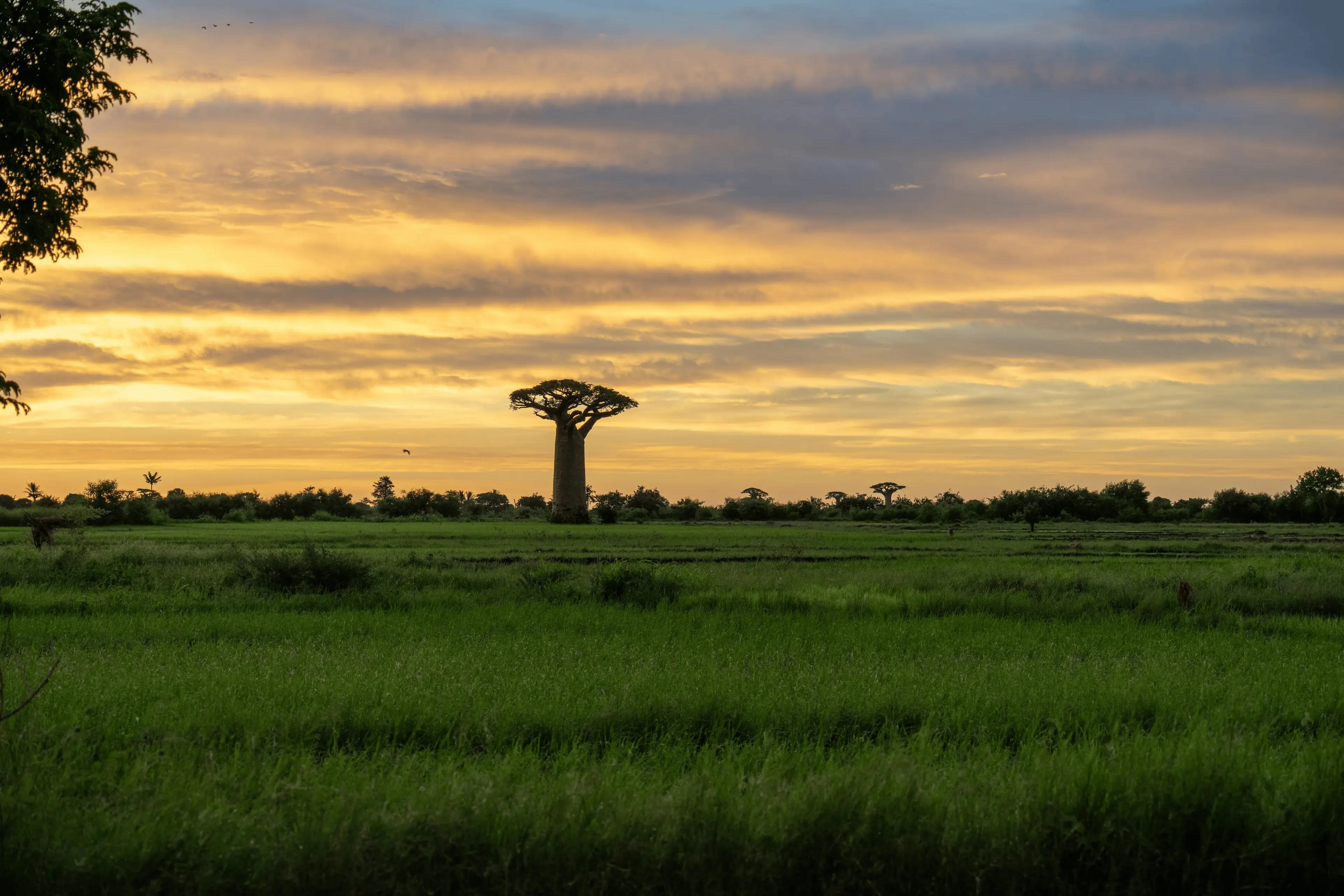 Baobab