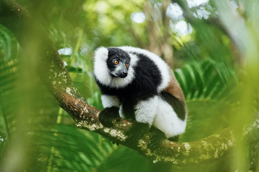 A Glimpse of Madagascar